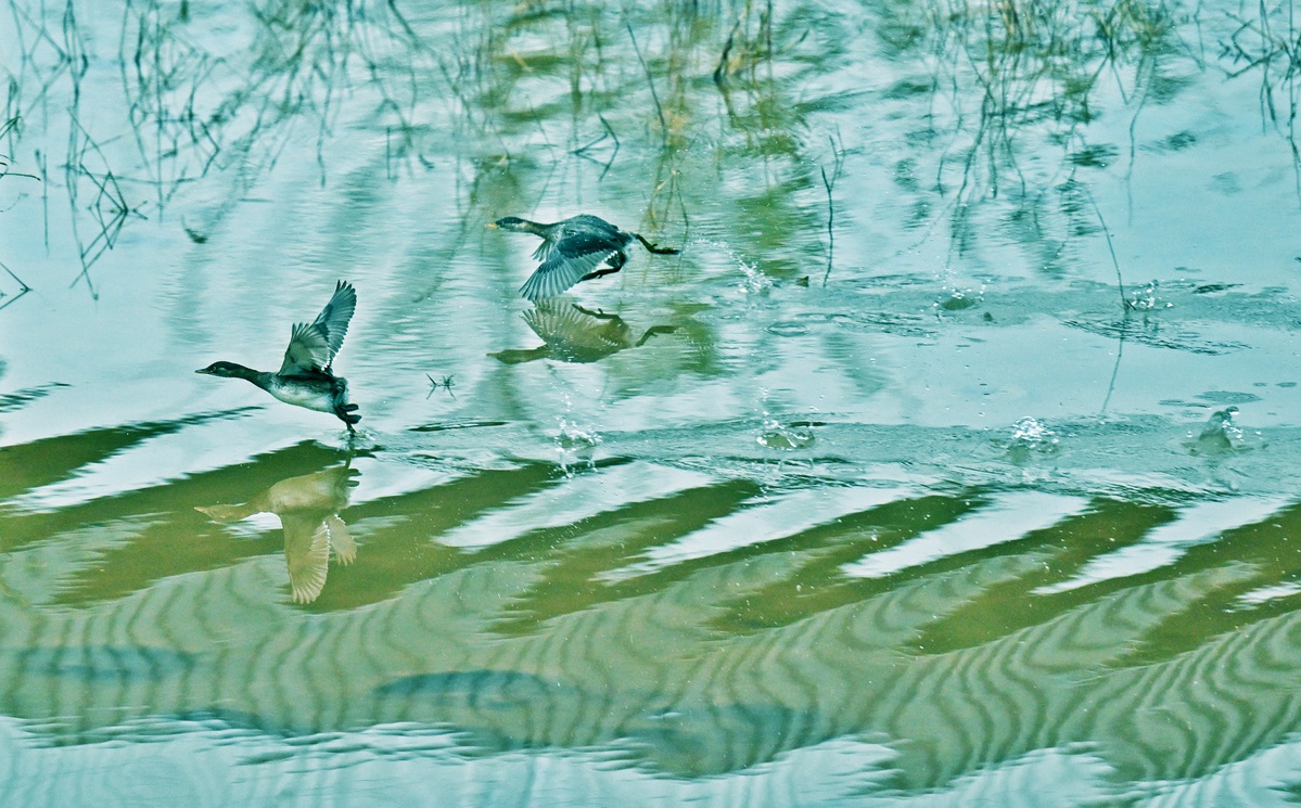 A photo shows two birds flying over a river in Yichang, Hubei province. [Photo by Liu Shusong/Provided to chinadaily.com.cn]